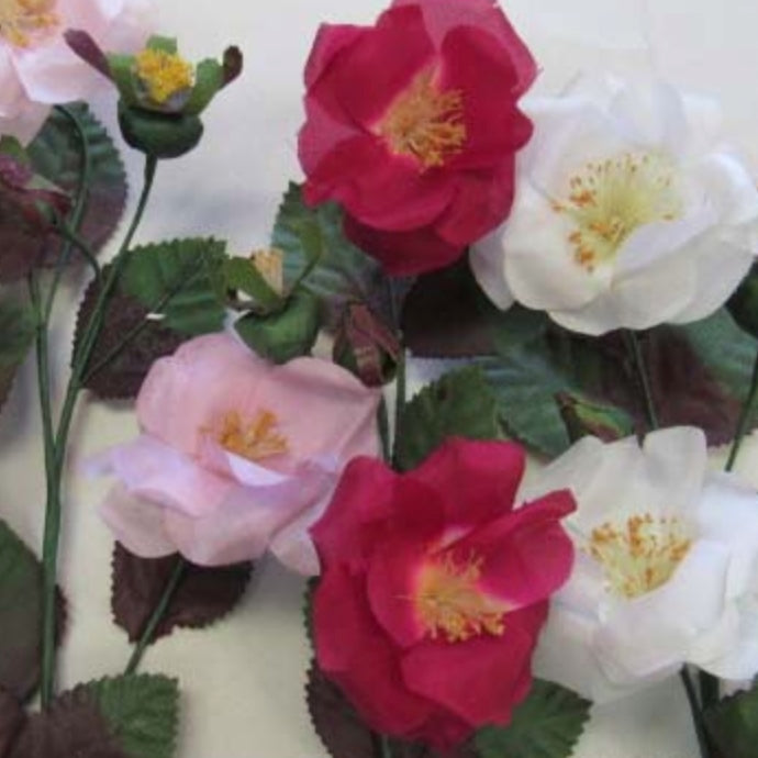 Wild Rose and Rose Hips